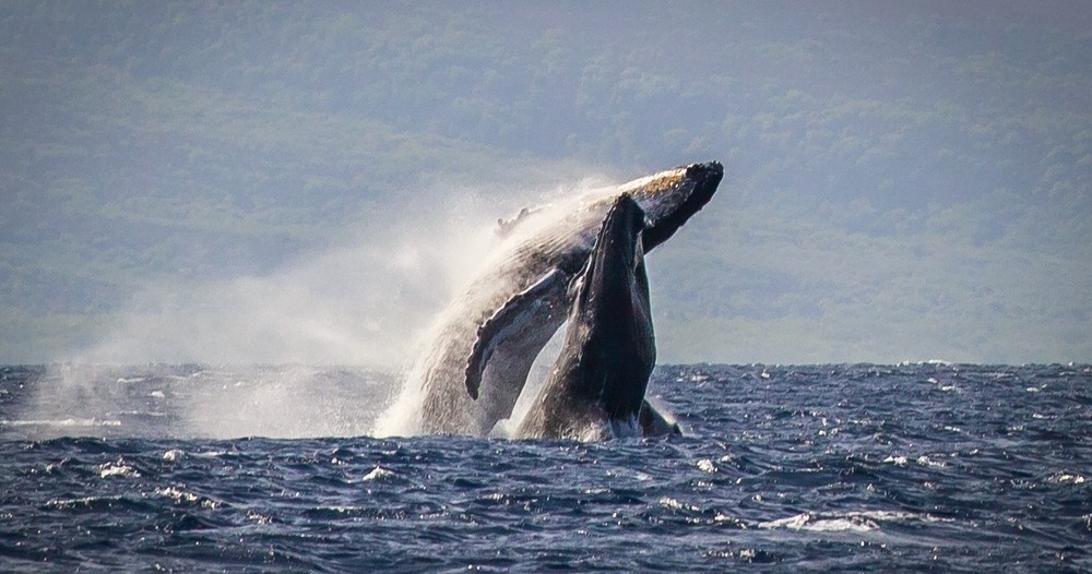 Sea Maui's 2 Hour Whale Watch