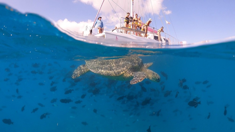 Turtle Snorkeling Adventure